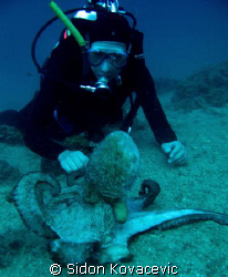 island ciovo 
diver and big octopus vulgaris
 by Sidon Kovacevic 